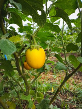 Taze sarı patlıcan tarım bahçesindeki ağaçta asılı duruyor. Sarı brinjal sebzesi. Bilimsel adı Solanum melongena. Vejetaryen yemeği.