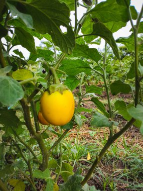 Taze sarı patlıcan tarım bahçesindeki ağaçta asılı duruyor. Sarı brinjal sebzesi. Bilimsel adı Solanum melongena. Vejetaryen yemeği.