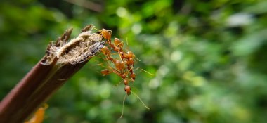 Red Ant Köprüsü Birlik Takımı. Macro of Ant 'ı kapatın ve doğa ormanı yeşil arka planlı tesiste birlik köprüsü kurun. Karınca eylemi ayakta.
