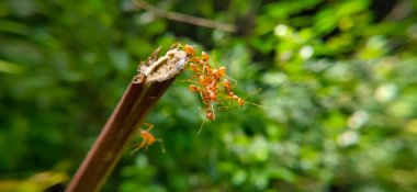 Red Ant Köprüsü Birlik Takımı. Macro of Ant 'ı kapatın ve doğa ormanı yeşil arka planlı tesiste birlik köprüsü kurun. Karınca eylemi ayakta.
