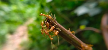 Red Ant Köprüsü Birlik Takımı. Macro of Ant 'ı kapatın ve doğa ormanı yeşil arka planlı tesiste birlik köprüsü kurun. Karınca eylemi ayakta.