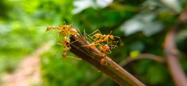 Red Ant Köprüsü Birlik Takımı. Macro of Ant 'ı kapatın ve doğa ormanı yeşil arka planlı tesiste birlik köprüsü kurun. Karınca eylemi ayakta.
