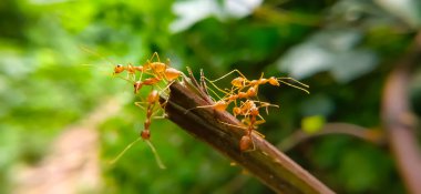 Red Ant Köprüsü Birlik Takımı. Macro of Ant 'ı kapatın ve doğa ormanı yeşil arka planlı tesiste birlik köprüsü kurun. Karınca eylemi ayakta.