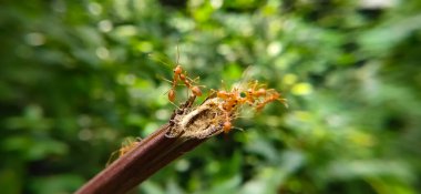 Red Ant Köprüsü Birlik Takımı. Macro of Ant 'ı kapatın ve doğa ormanı yeşil arka planlı tesiste birlik köprüsü kurun. Karınca eylemi ayakta.