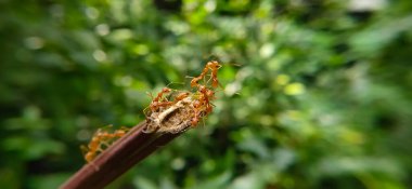 Red Ant Köprüsü Birlik Takımı. Macro of Ant 'ı kapatın ve doğa ormanı yeşil arka planlı tesiste birlik köprüsü kurun. Karınca eylemi ayakta.