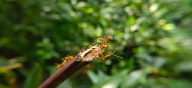 Red Ant Köprüsü Birlik Takımı. Macro of Ant 'ı kapatın ve doğa ormanı yeşil arka planlı tesiste birlik köprüsü kurun. Karınca eylemi ayakta.