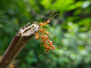 Red Ant Köprüsü Birlik Takımı. Macro of Ant 'ı kapatın ve doğa ormanı yeşil arka planlı tesiste birlik köprüsü kurun. Karınca eylemi ayakta.
