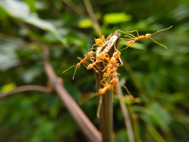 Red Ant Köprüsü Birlik Takımı. Macro of Ant 'ı kapatın ve doğa ormanı yeşil arka planlı tesiste birlik köprüsü kurun. Karınca eylemi ayakta.