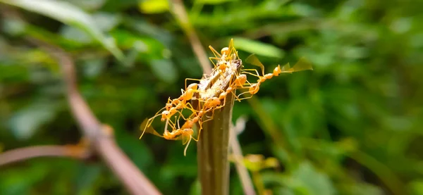 Tim Persatuan Red Ant Bridge Tutup Macro Ant Membuat Jembatan — Stok Foto