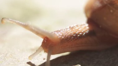 Macro Close of Salyangoz, HD bahçesine doğru ilerliyor. Yüksek Büyütme Salyangozu Yavaşça Yürüyen Görüntü.  