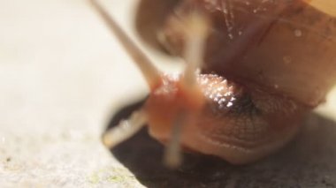 Macro Close of Salyangoz, HD bahçesine doğru ilerliyor. Yüksek Büyütme Salyangozu Yavaşça Yürüyen Görüntü.  