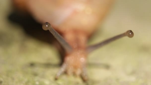 Macro Close Snail Moving Garden Filmagem Alta Ampliação Caracol Caminhando — Vídeo de Stock