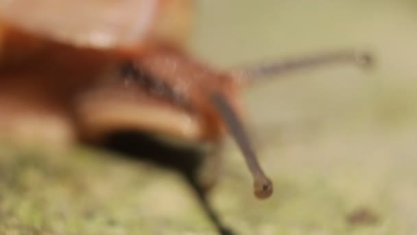 Macro Close Snail Moving Garden Filmagem Alta Ampliação Caracol Caminhando — Vídeo de Stock