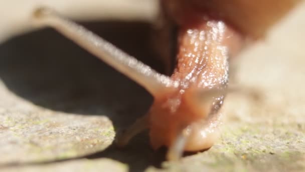 庭のHd上で移動するカタツムリのマクロを閉じる 高倍率スネイルゆっくり歩く映像 — ストック動画