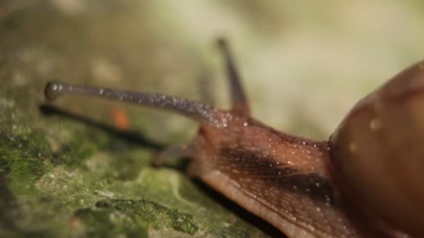 在花园房顶上移动的蜗牛的宏观特写 高放大镜蜗牛慢步步法 — 图库视频影像