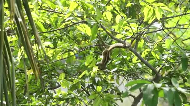 Esquilo Pendurado Comendo Frutas Goiaba Árvore Goiaba Esquilo Palma Indiano — Vídeo de Stock