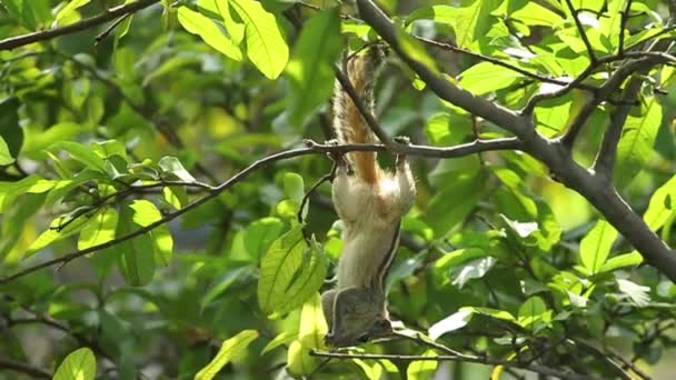 Squirrel Hanging Eating Guava Fruit Guava Tree Mignon Indien Paume — Video