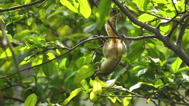 松鼠在番石榴树上悬挂和吃番石榴果 可爱的印度棕榈松鼠在吃番石榴果的同时倒挂在上面 — 图库视频影像