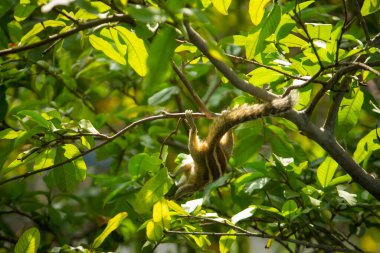 Guava Ağacı 'nda Guava Meyvesi Asma ve Yeme Sincap. Tatlı Hint Palmiye Sincabı Guava meyveleri yerken baş aşağı asılı duruyor..