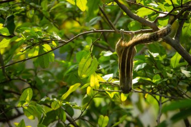 Guava Ağacı 'nda Guava Meyvesi Asma ve Yeme Sincap. Tatlı Hint Palmiye Sincabı Guava meyveleri yerken baş aşağı asılı duruyor..