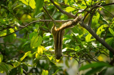 Guava Ağacı 'nda Guava Meyvesi Asma ve Yeme Sincap. Tatlı Hint Palmiye Sincabı Guava meyveleri yerken baş aşağı asılı duruyor..