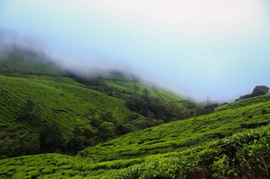 Munnar Çay Çiftliği. Munnar, Kerala, Hindistan 'daki en iyi çay bitkileri..