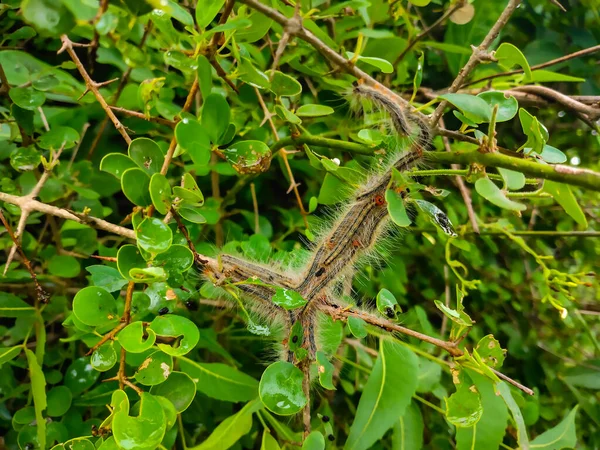 Gruppen Larver Gröna Trädblad Caterpillar Spädbarn Koloni Gröna Blad Giftiga — Stockfoto