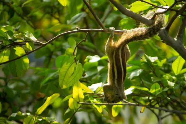 Wiewiórka Wisząca Jedząca Owoce Guawy Guava Tree Cute Indian Wiewiórki — Zdjęcie stockowe