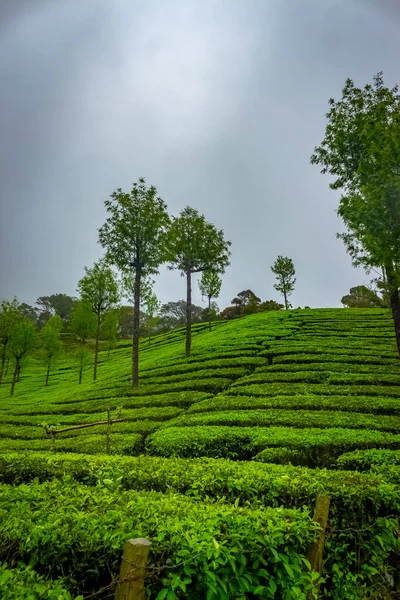 Плантация Чая Муннар Лучшие Чайные Заводы Munnar Керала Индия — стоковое фото