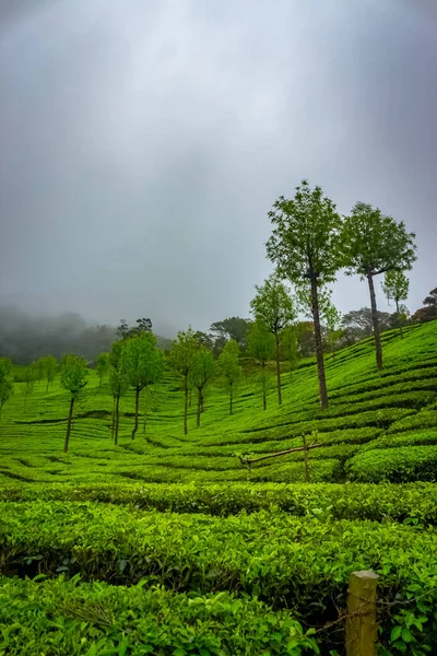 Munnar Çay Çiftliği Munnar Kerala Hindistan Daki Iyi Çay Bitkileri — Stok fotoğraf