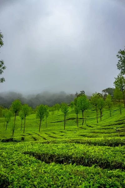 Плантация Чая Муннар Лучшие Чайные Заводы Munnar Керала Индия — стоковое фото