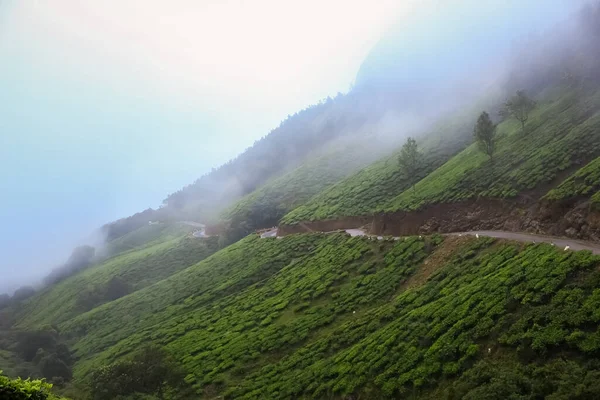 Φυτεία Τσαγιού Munnar Καλύτερα Φυτά Τσαγιού Munnar Κεράλα Ινδία — Φωτογραφία Αρχείου