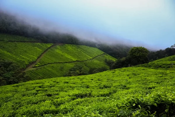 Плантация Чая Муннар Лучшие Чайные Заводы Munnar Керала Индия — стоковое фото