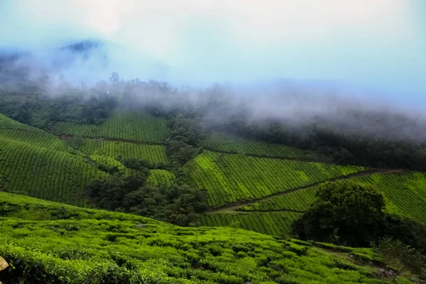 Munnar Çay Çiftliği Munnar Kerala Hindistan Daki Iyi Çay Bitkileri — Stok fotoğraf