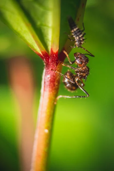 Macro Stock Image Kleine Rode Brandmieren Eten Bladeren Met Selectieve — Stockfoto