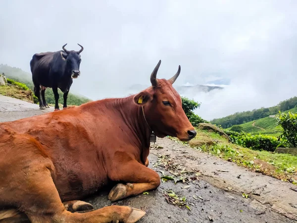 A2 Indian Cow in Tea plantations in Munnar, Kerala, India. Cow Roaming & Lying on the road in front of tea plantation.