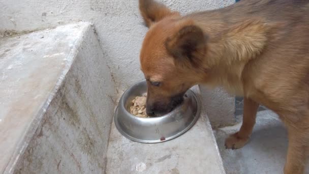 Perro Pastor Alemán Comiendo Carne Cocida Casa Hambriento Perro Comiendo — Vídeos de Stock