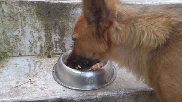 German Shepherd Dog Comer Carne Cozida Casa Cão Faminto Que — Vídeo de Stock