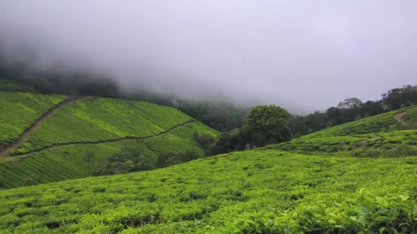 Плантація Маннара Чаа Найкращі Чайні Рослини Маннарі Керала Індія — стокове відео