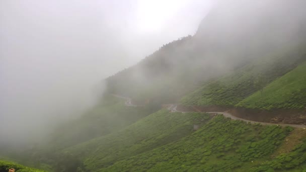 Munnar Tea Plantation Nejlepší Čajové Rostliny Munnar Kerala India — Stock video