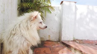 Hint Ruh Köpeği Esneme Yavaş çekim 4K görüntü. Beyaz Köpek uyur, hisseder ve esner..