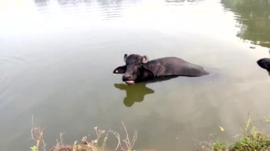 Su Göletinde Bufalo İçeceği. Hindistan 'da gölette yıkanan bizonlar. Suda Asya Siyah Bizonu. 