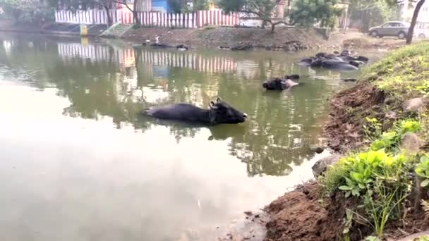 水上池での水牛のリフレッシュ インドの池で水牛の入浴 水の上のアジアの黒いバイソン — ストック動画