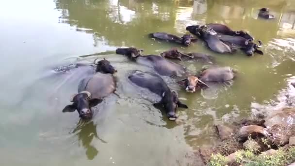 Odświeżenie Wody Buffalo Stawie Wodnym Kąpiel Bawołów Wodnych Stawie Indiach — Wideo stockowe