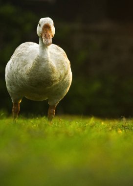 Anne Beyaz Teal Ördeği Çimenlerde. Beyaz Ördek Yerlerde Dolaşıyor.