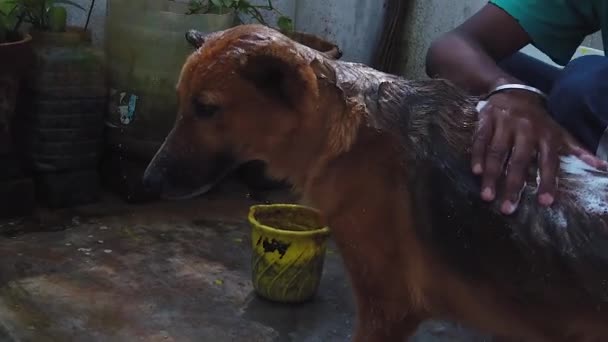 Cinematic Shot Relaxing Bath Foam German Shepherd Short Coat Slow — Wideo stockowe