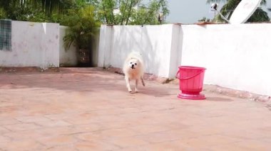 Beyaz Köpek Yavaş Hareket HD Stok Görüntüsü. Genç Beyaz Spitz Köpek Çiftliği Kameraya doğru koşuyor, Geliyor, Yavaş Hareket. 