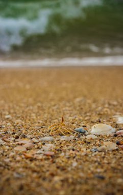 Kumsaldaki küçük deniz kabukları. Farklı deniz kabuklarıyla kaplı kumsal manzarası. Seçici odaklanma. Birçok küçük deniz kabuğu bir yaz günü plajda uzanıyordu.