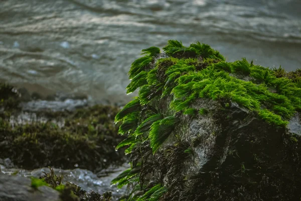 Зелена Морська Трава Скелях Індійського Океану Зелений Мох Rock Beach — стокове фото