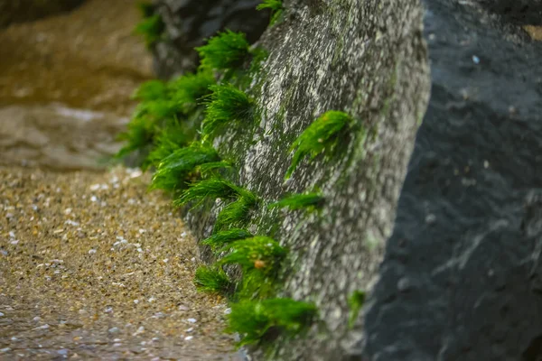 Зелена Морська Трава Скелях Індійського Океану Зелений Мох Rock Beach — стокове фото